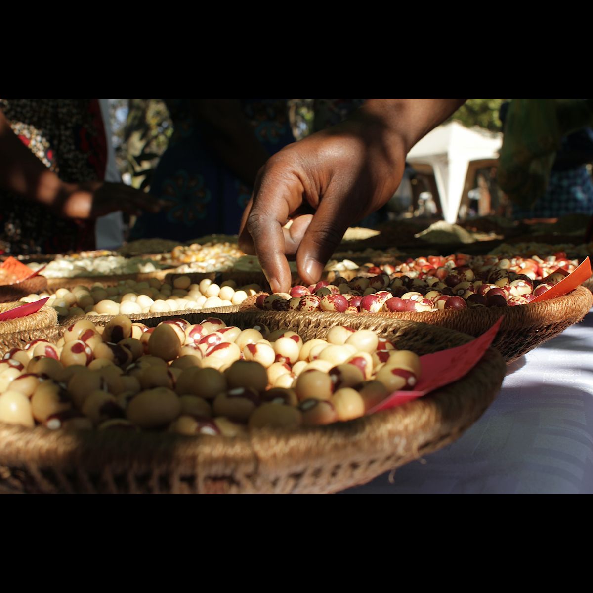 Climate Resilience Archives - Agroecology Fund